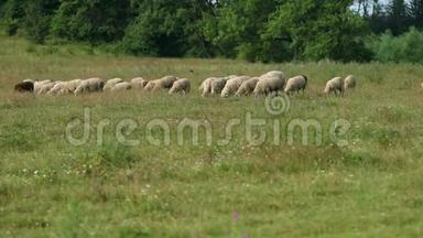 许多羊在田野上吃草，一群母羊吃青草，鸟儿飞翔